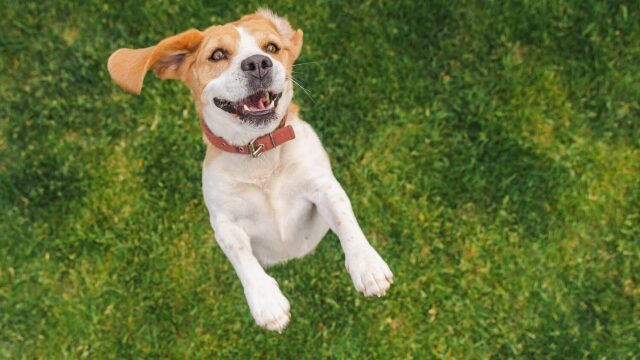 Θέλετε να υιοθετήσετε σκύλο; Πώς θα καταλάβετε αν είστε έτοιμοι;