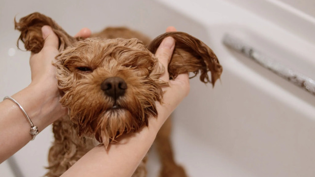 Πώς να μοσχοβολάει ο σκύλος σας ακόμα και αν έχει περάσει καιρός από το τελευταίο του μπάνιο