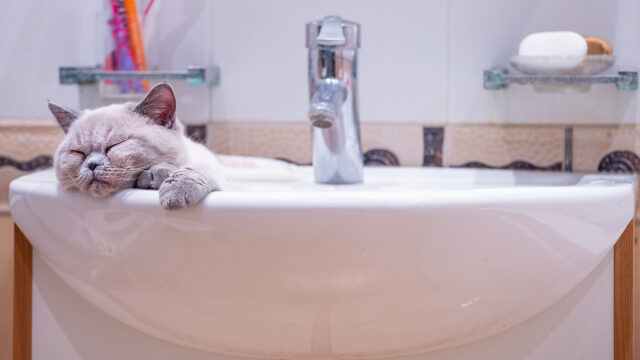 Γιατί η γάτα πηγαίνει για τουαλέτα στον νιπτήρα – Πώς θα το σταματήσουμε