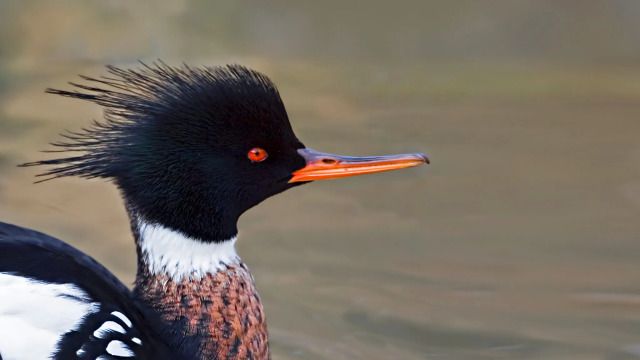 Τα 10 πτηνά με τα πιο περίεργα μαλλιά