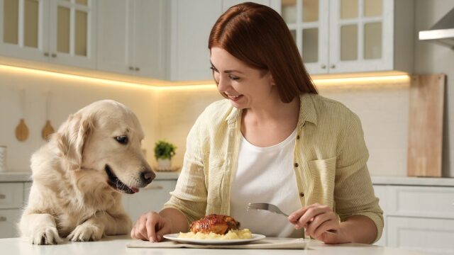 Γιατί παραπονιέται ο σκύλος μας όταν καθόμαστε για φαγητό – Τι μπορούμε να κάνουμε