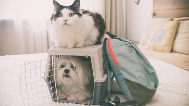 Απολαύστε τις πασχαλινές εξόδους με το κατοικίδιό σας με τα πιο ασφαλή αξεσουάρ μετακίνησης