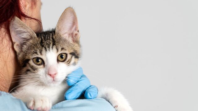 Πώς λειτουργεί ο Όμιλος Πλακεντία: Mια σύγχρονη προσέγγιση στη φροντίδα των ζώων