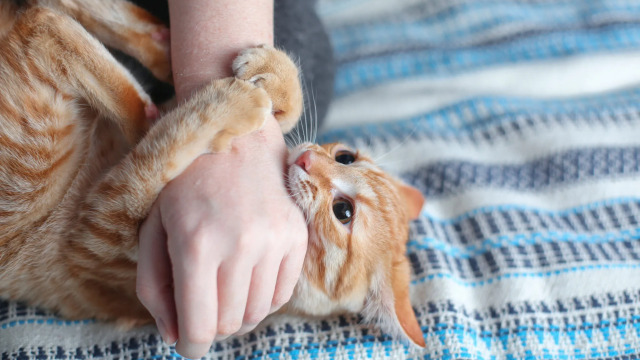 Πώς θα μάθετε στη γάτα σας να μη δαγκώνει