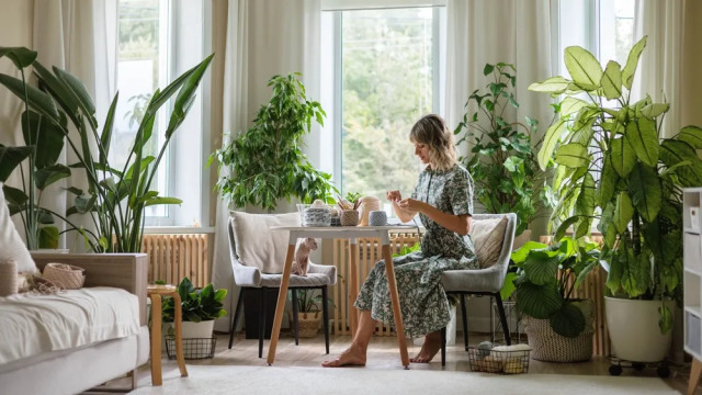 Ποιο φυτό εσωτερικού χώρου καθαρίζει τον αέρα έως και 90% σε 24 ώρες
