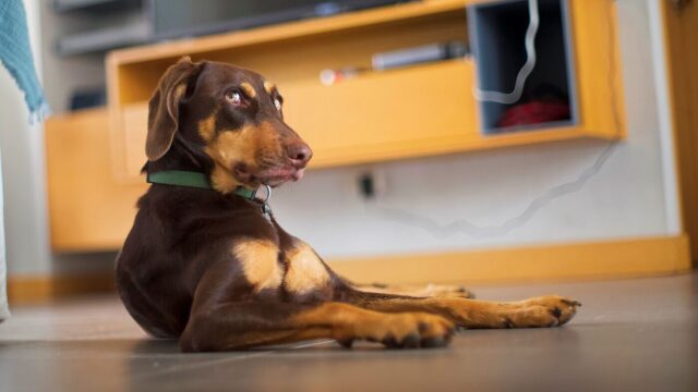 Ποιο είναι το εντυπωσιακό πράγμα που κάνουν καλύτερα οι θηλυκοί σκύλοι από τους αρσενικούς