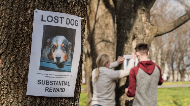 Ποια μέρα του χρόνου χάνονται οι περισσότεροι σκύλοι; Τι πρέπει να κάνουμε