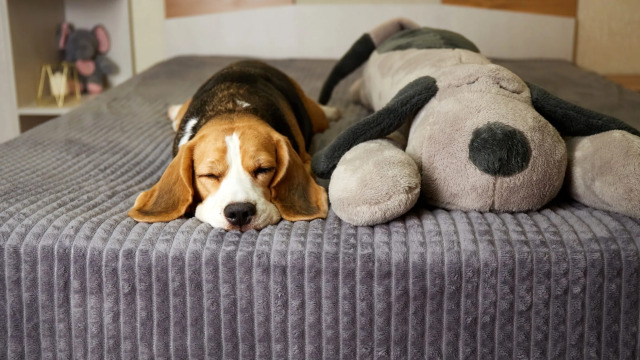 Αυτές είναι οι 5 βασικές ανάγκες ενός σκύλου