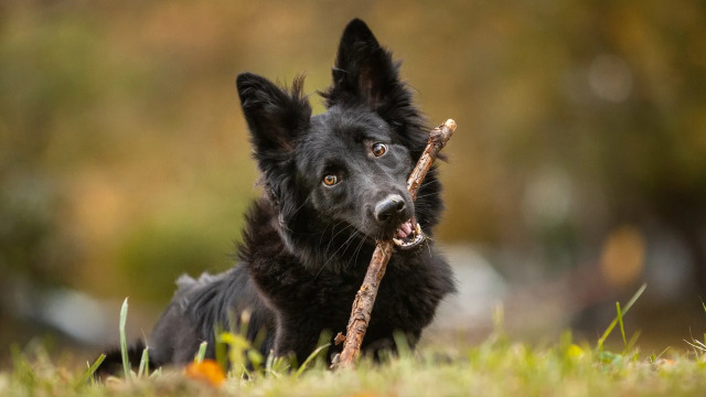 Φαγητό ή παιχνίδι; Τι αγαπούν περισσότερο οι σκύλοι