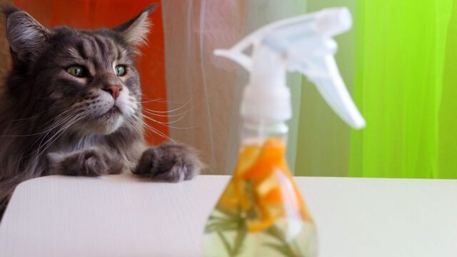 Γνωστά καθαριστικά σπιτιού που είναι πολύ επικίνδυνα για τις γάτες