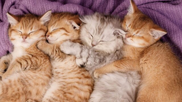 Νεογέννητα γατάκια: Απίστευτα fun facts που ίσως δεν γνωρίζατε