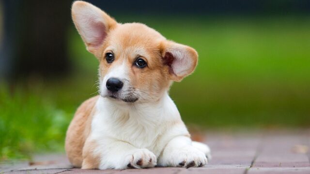 6 πράγματα που ακούμε για τα κουτάβια αλλά δεν είναι σωστά