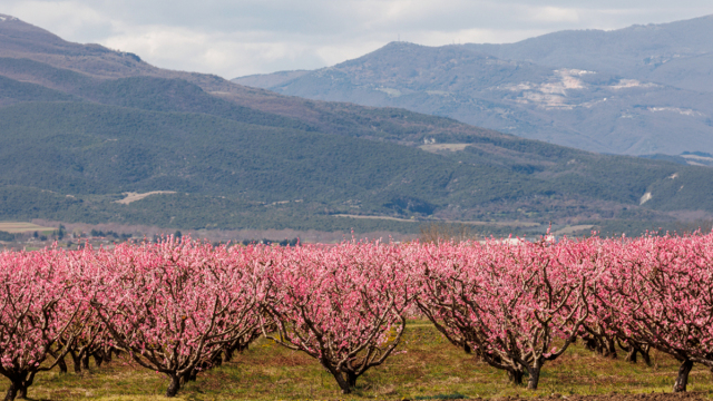 Αφιέρωμα της Welt στις ανθισμένες ροδακινιές της Βέροιας: «Ένα εντυπωσιακό ανοιξιάτικο πανόραμα»