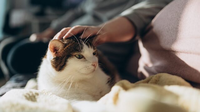 4 χρήσιμα tips για να διατηρήσετε τη γάτα σας υγιή