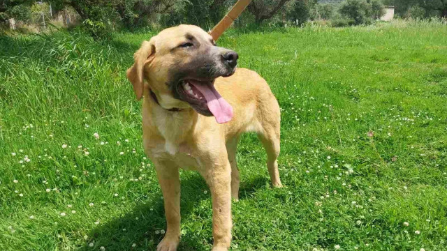 Ο Μάιλο είναι ένα καλόκαρδο κουτάβι που θα σας κλέψει την καρδιά- Διασώθηκε και ψάχνει ένα σπίτι