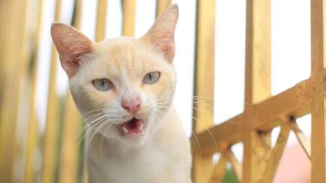 Αυτοί είναι οι 5 πιο συνηθισμένοι ήχοι που βγάζουν οι γάτες