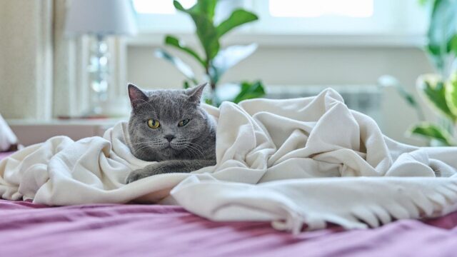 Μεγάλωσε η γάτα σας; Δείτε ποιες σοβαρές ασθένειες είναι πιθανότερο να εμφανίσει