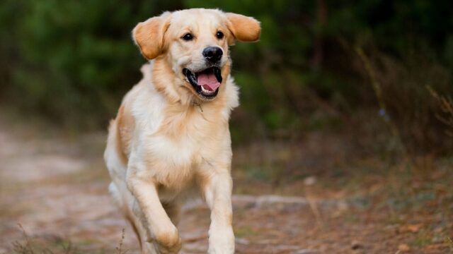 Τι κάνουμε σε περίπτωση που ο σκύλος μας ξεφύγει και βγει στον δρόμο