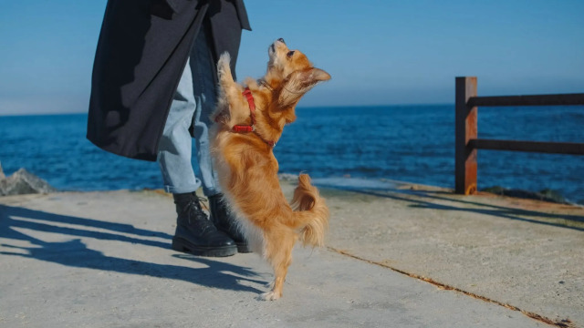 Οι λόγοι που ο σκύλος σας πηδάει πάνω σας