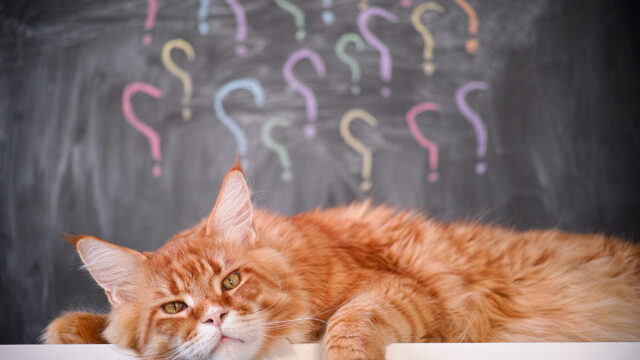 6 πράγματα που κάνετε χωρίς να το καταλαβαίνετε και μπερδεύουν τη γάτα σας