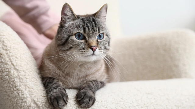 4 συμβουλές για να προστατεύσετε τα νεφρά της γάτας σας