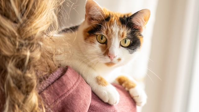 Ποια είναι η πρώτη λέξη που μαθαίνει μια γάτα