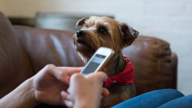 Οι τρόποι με τους οποίους ο σκύλος μας προσπαθεί να τραβήξει την προσοχή μας