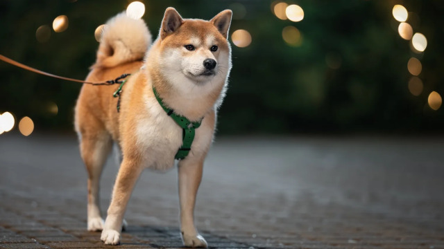 Πόσο καλά βλέπουν οι σκύλοι στο σκοτάδι; Γιατί λάμπουν τα μάτια τους