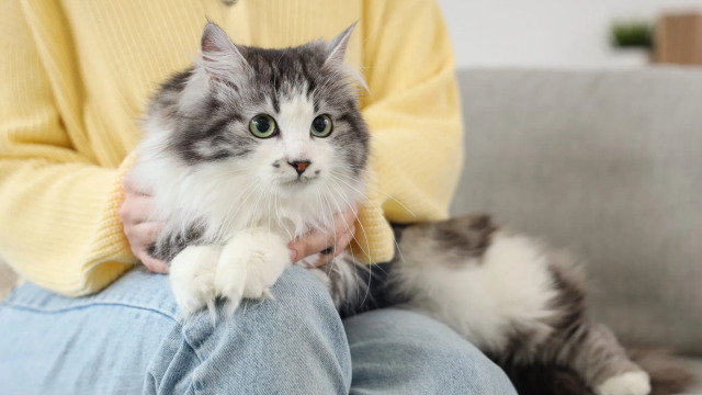 Είναι η γάτα μου άρρωστη; Τα σημάδια που δεν πρέπει να αγνοήσουμε