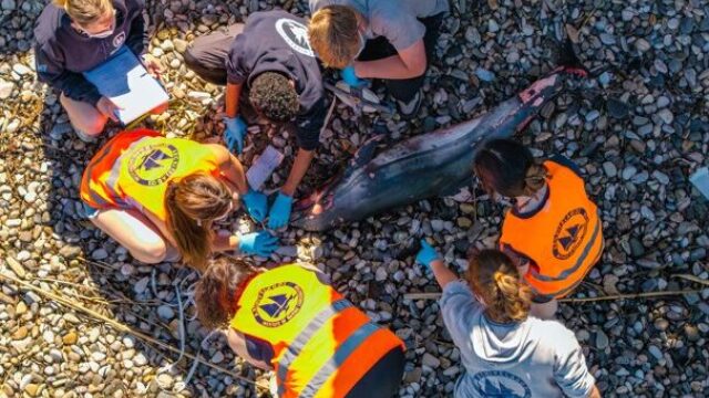 Νεαρό ζωνοδέλφινο εκβράστηκε στη Σάμο