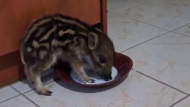 Διέσωσαν μωρό αγριογούρουνο στα Γιάννενα