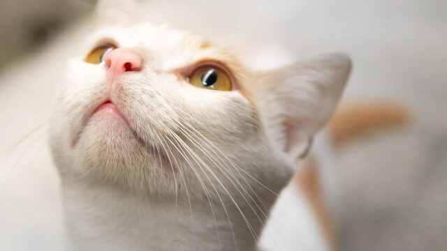 Αυτές είναι οι μυρωδιές που κάνουν τις γάτες να το βάζουν στα πόδια