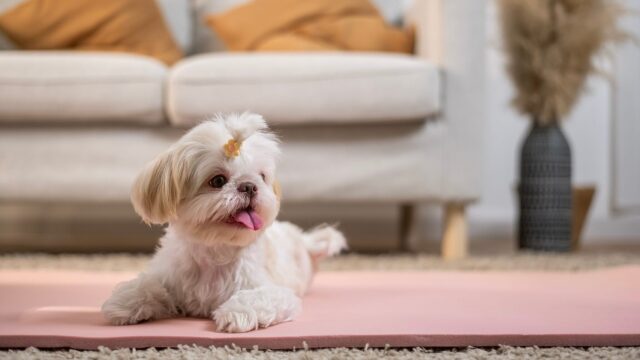 4 κινήσεις ματ που πρέπει να κάνετε στο σπίτι πριν υποδεχτείτε το κουτάβι που υιοθετήσατε