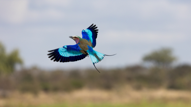 Χαλκοκουρούνα: Το τροπικό πουλί της Ελλάδας που, αν το δείτε, δεν το ξεχνάτε ποτέ