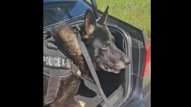 Αστυνομικός σκύλος «ξετρύπωσε» πάνω από ένα κιλό κοκαΐνης σε πορτ μπαγκάζ αυτοκινήτου στη Θεσσαλονίκη, δείτε βίντεο