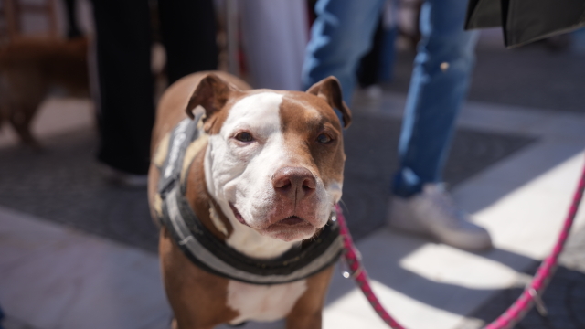 Όσα έγιναν στο A Day With My Pet στην Καλλιθέα μέσα από ένα απολαυστικό video