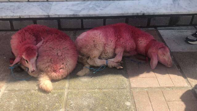 Κτηνωδία: Έδεσαν αρνάκια και τα έβαψαν κόκκινα έξω από εκκλησία στη Θεσσαλονίκη, δείτε βίντεο και φωτογραφία