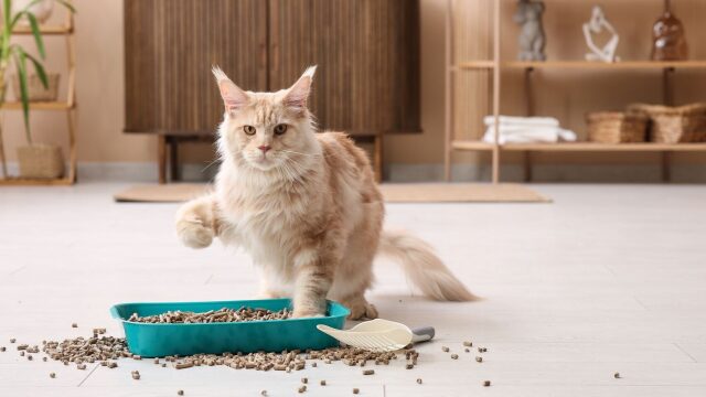 Με ποιον τρόπο θα σταματήσετε τη γάτα σας από το να σκορπίζει την άμμο εδώ και εκεί