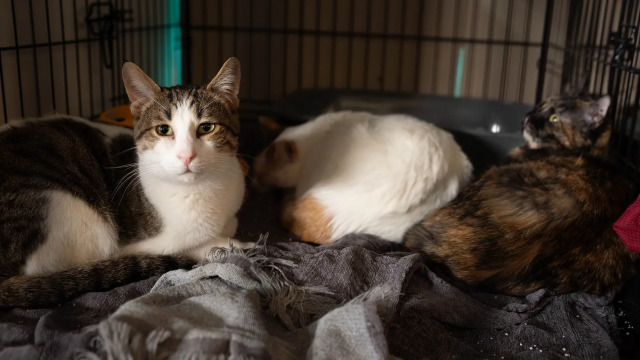 24η Ημέρα Υιοθεσίας Pet City αποκλειστικά για γάτες - Ένα forever home για κάθε αδέσποτο γατάκι