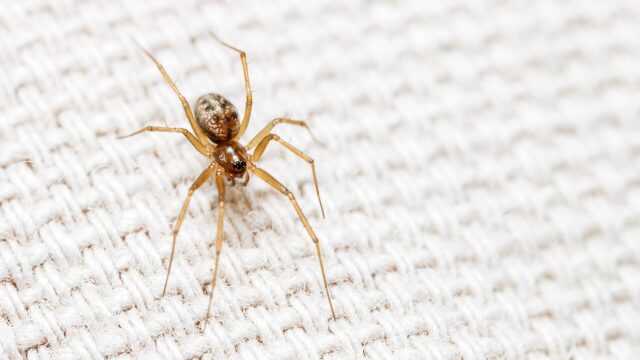 Καταπίνουμε αράχνες ή έντομα στον ύπνο μας; Κι αν ναι, τι μπορεί να συμβεί