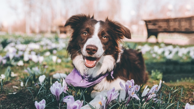 Άνοιξη και σκύλος: Συμβουλές για χαρούμενες και ξέγνοιαστες βόλτες