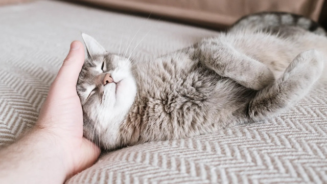 5 λόγοι που οι γάτες αγαπούν να κοιμούνται κοντά μας