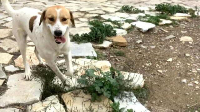 Η Ασπρούλα είναι ένα σκυλάκι με υπέροχο χαρακτήρα- Ζει στον δρόμο και ψάχνει ένα σπίτι