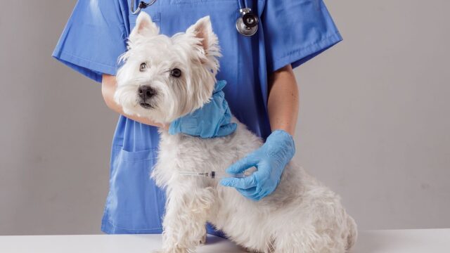 Όταν το κατοικίδιο είναι οικογένεια: Πώς λαμβάνονται οι ιατρικές αποφάσεις