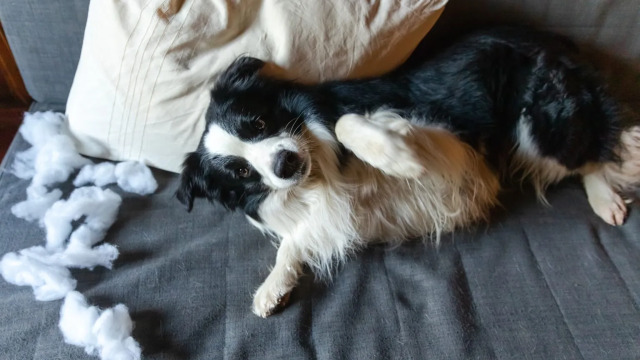 Εκδίκηση ή άγχος; Τι πραγματικά κρύβεται πίσω από τις αταξίες του σκύλου μας