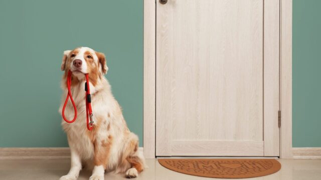 4 μύθοι για τη συμπεριφορά του σκύλου που θα σας εκπλήξουν