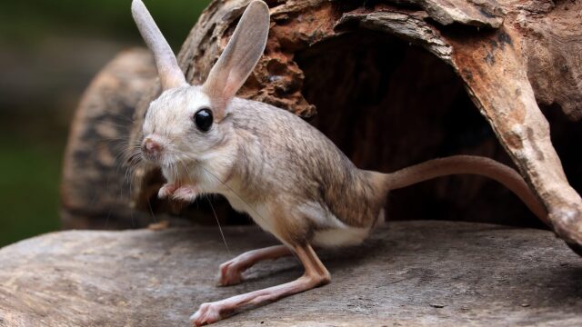 8 ζώα που δεν χρειάζεται να πίνουν νερό