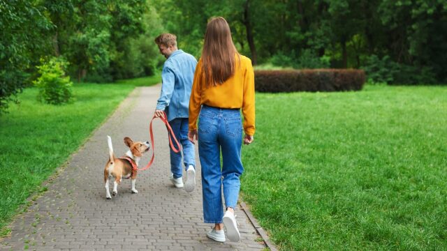 Ποιες είναι οι καλύτερες ώρες να βγάζουμε τον σκύλο μας βόλτα