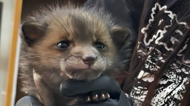 Αλεπουδάκια, αγριογουρουνάκια και κουναβάκια: Η ΑΝΙΜΑ γέμισε μωρά και μας χρειάζεται