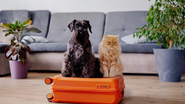 Απαραίτητα αξεσουάρ για ασφαλή και άνετα ταξίδια με το κατοικίδιό σας το τριήμερο της Πρωτομαγιάς